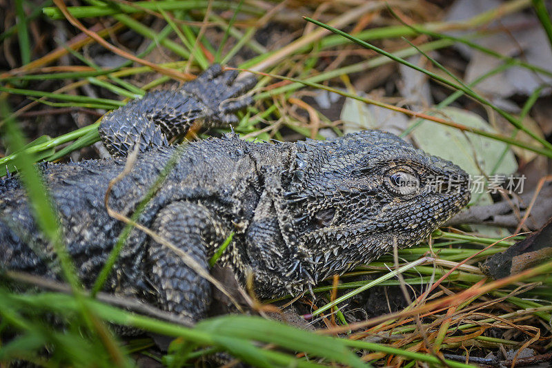 东方胡须龙(Pogona barbata)